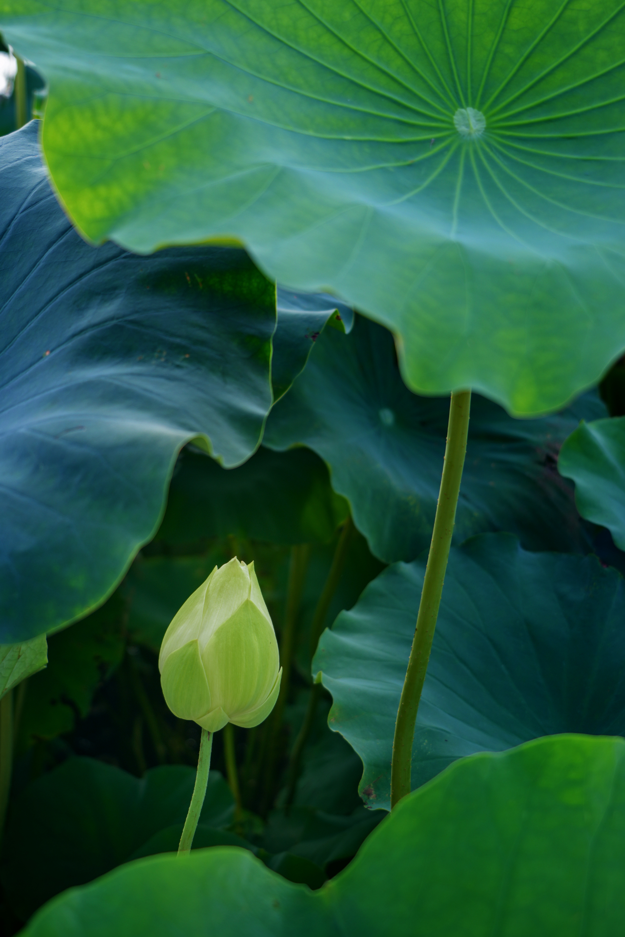 暑热匡庐起阳焰，清凉净苑开莲花