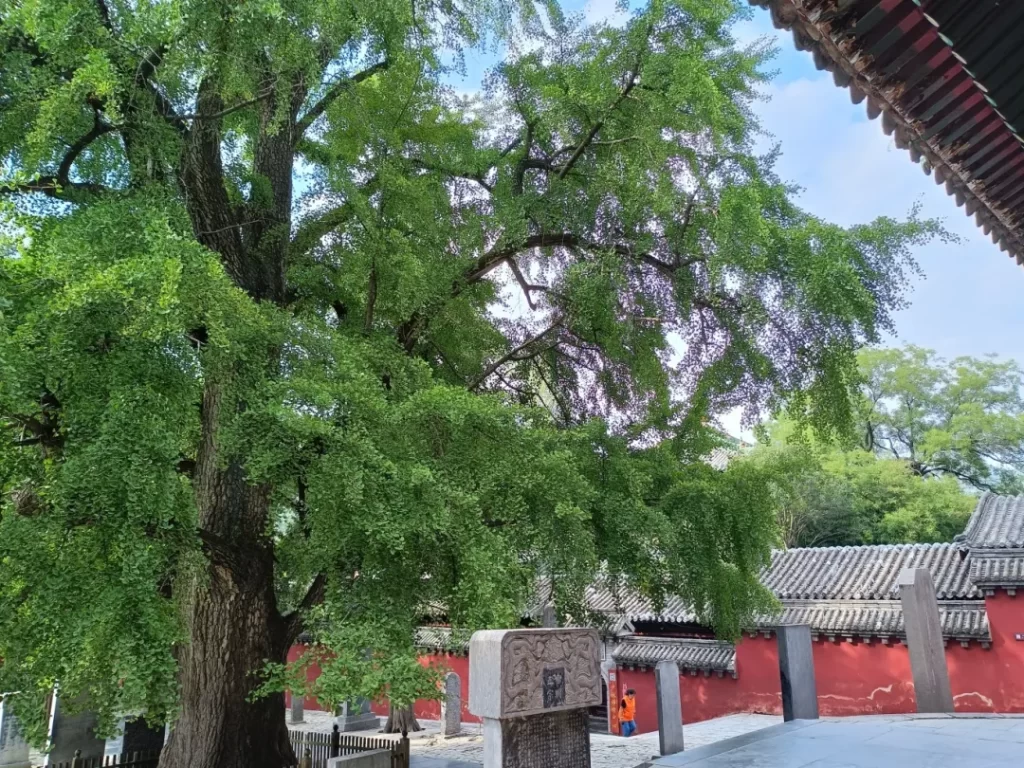 发大愿，做真修行人——我的师父释永信大和尚