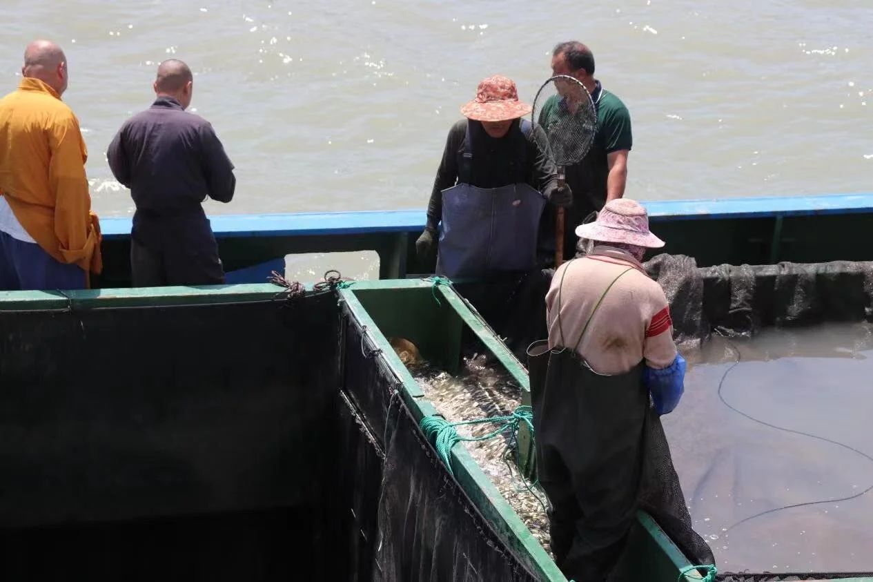 玉环市佛协举行海上增殖放流活动