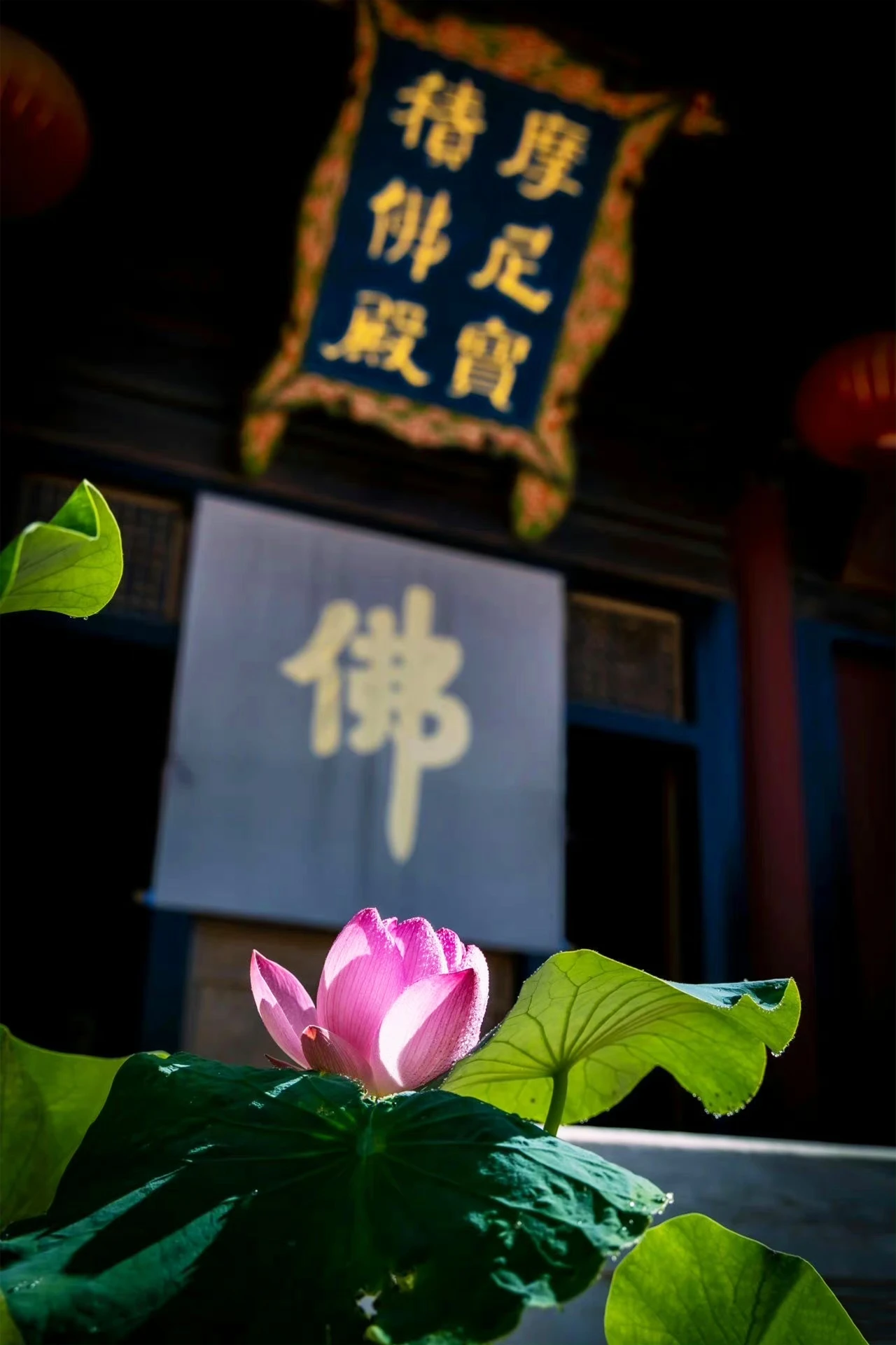 你这样发心，就算是睡觉都在修行！