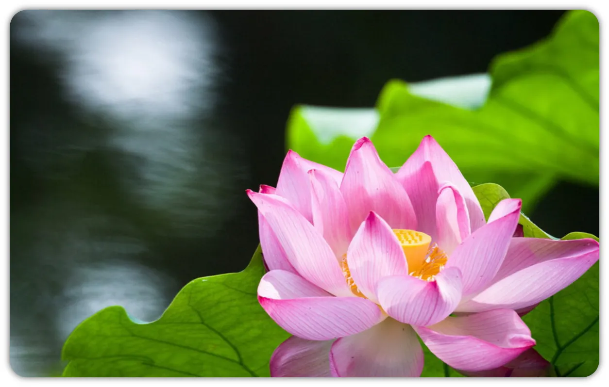 大安法师：修行要「远离粗言 , 修习善语」