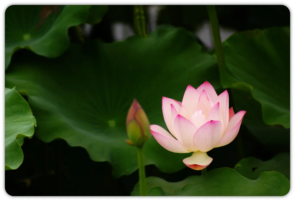 大安法师：修行要「远离粗言 , 修习善语」