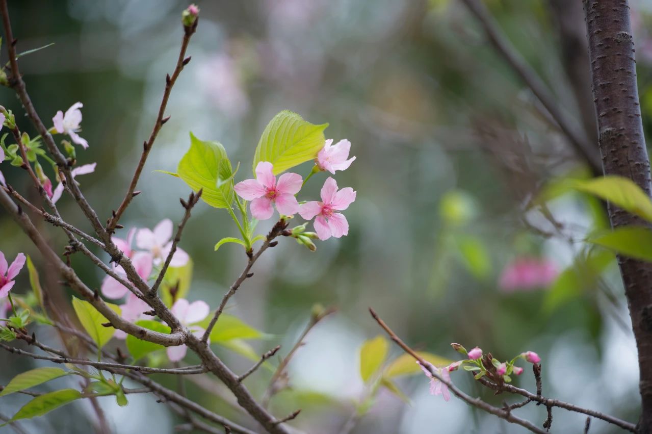 不眷恋，也不逃避