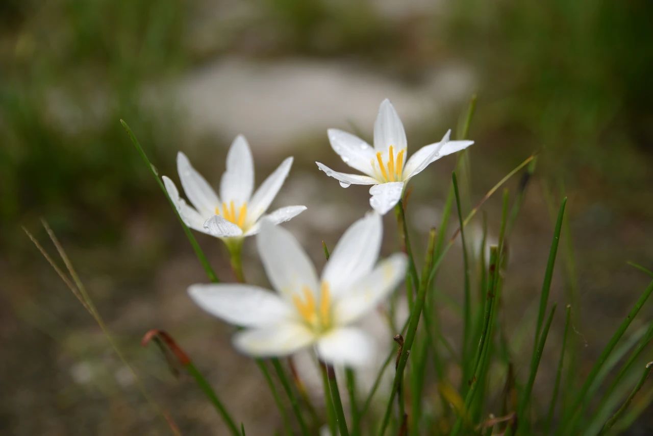 择法觉支是第一念，还是第二念，或是第三念