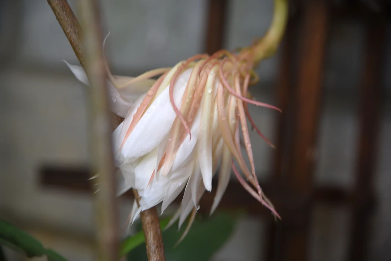 择法觉支是第一念，还是第二念，或是第三念