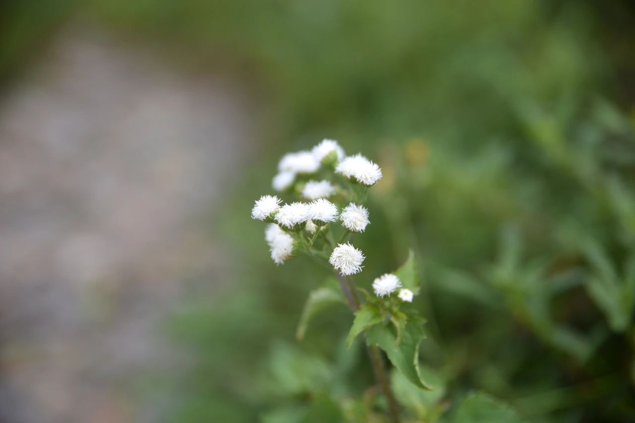 择法觉支是第一念，还是第二念，或是第三念