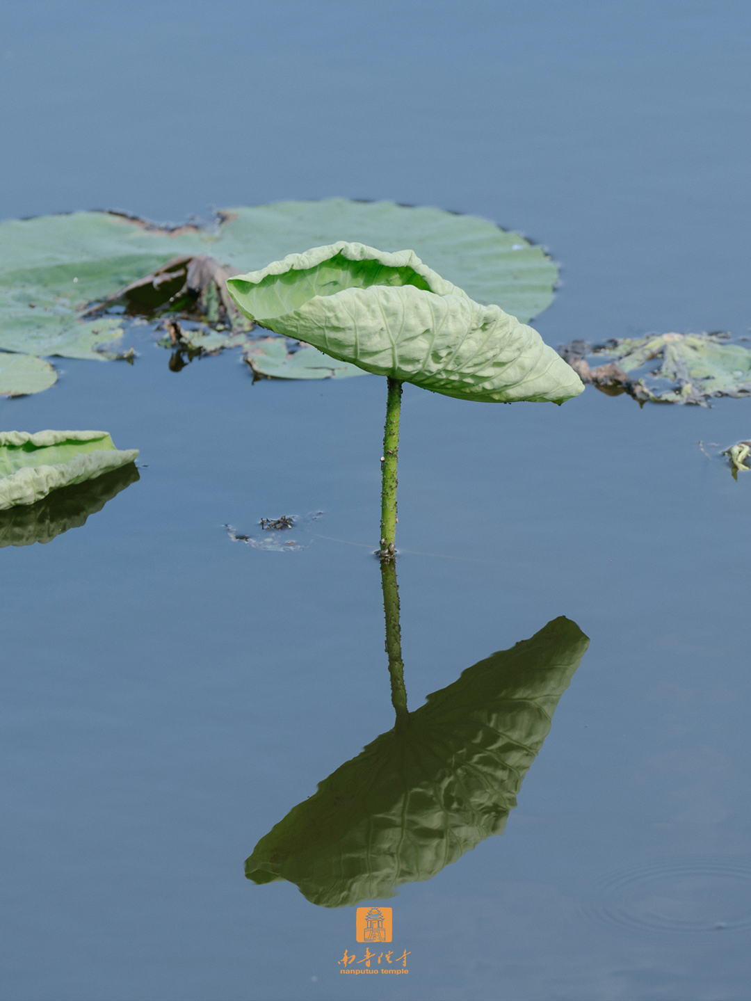朝花夕拾，夏日如风