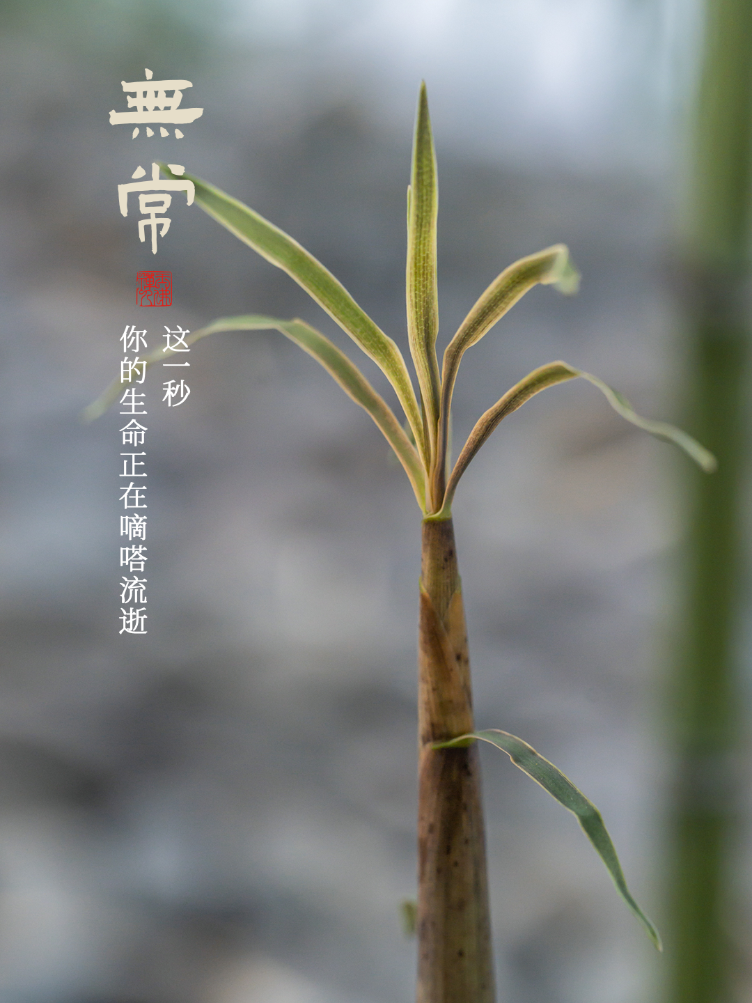 多看几遍，什么都能想开了