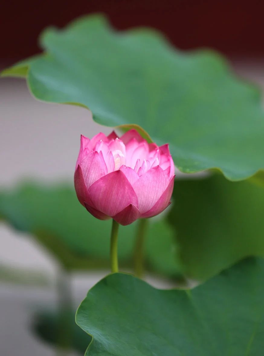 八风不动心，宁静无烦恼，自然日日吉祥！