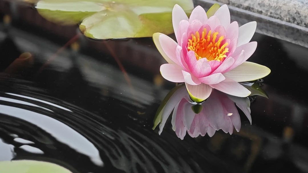 禅修丨2024【真宁净心】国庆青年禅修营欢迎您！