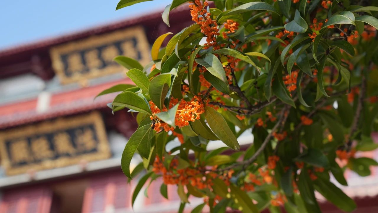 禅修丨2024【真宁净心】国庆青年禅修营欢迎您！