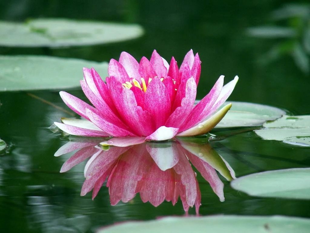 学佛为什么不能攀缘？