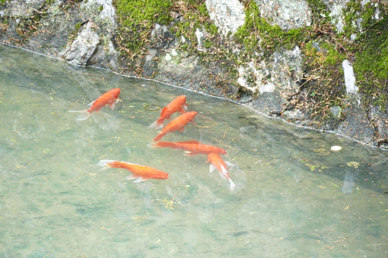 佛学知识丨食素的五重境界，你都知道吗？