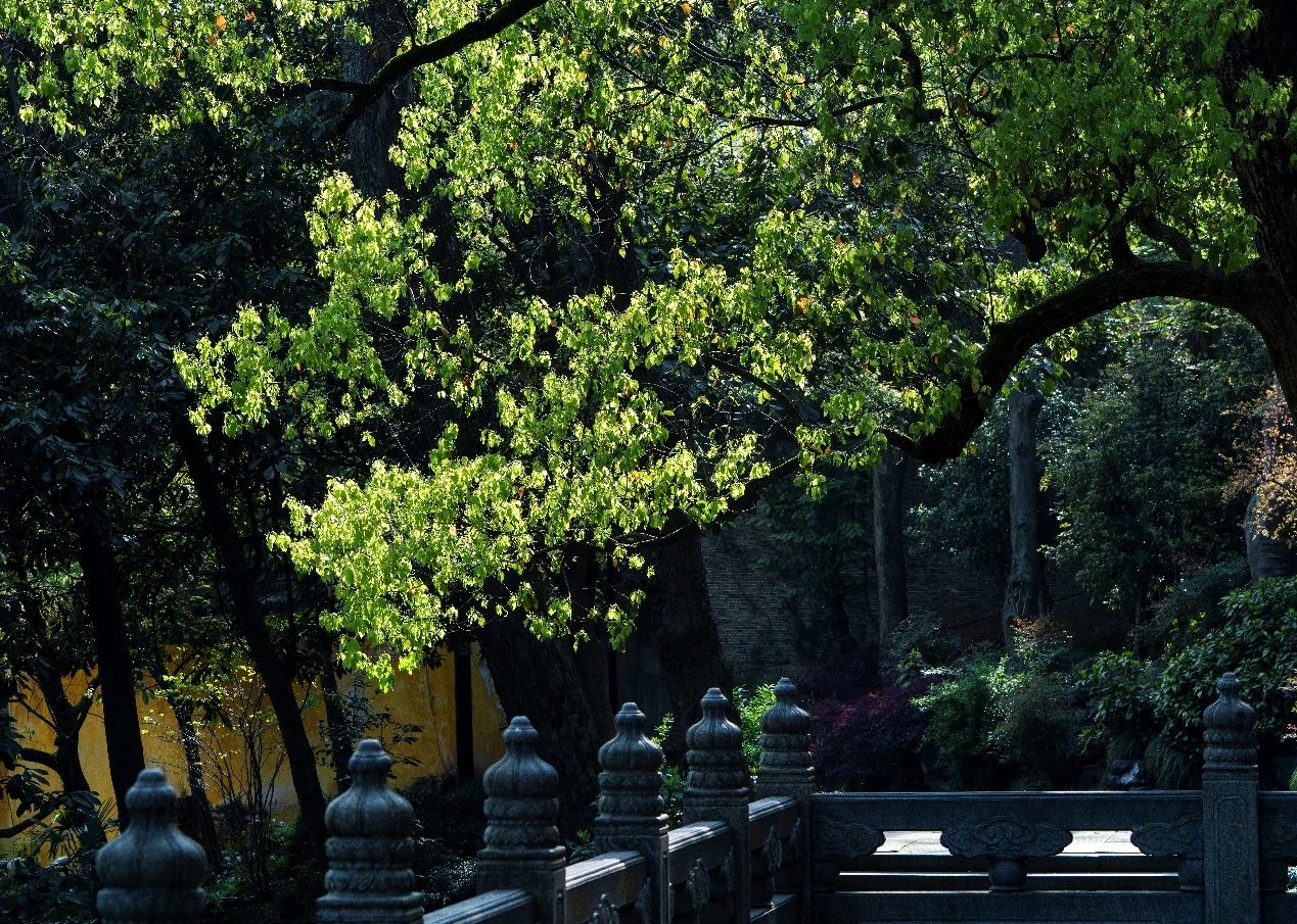 “狮子吼”是什么意思？