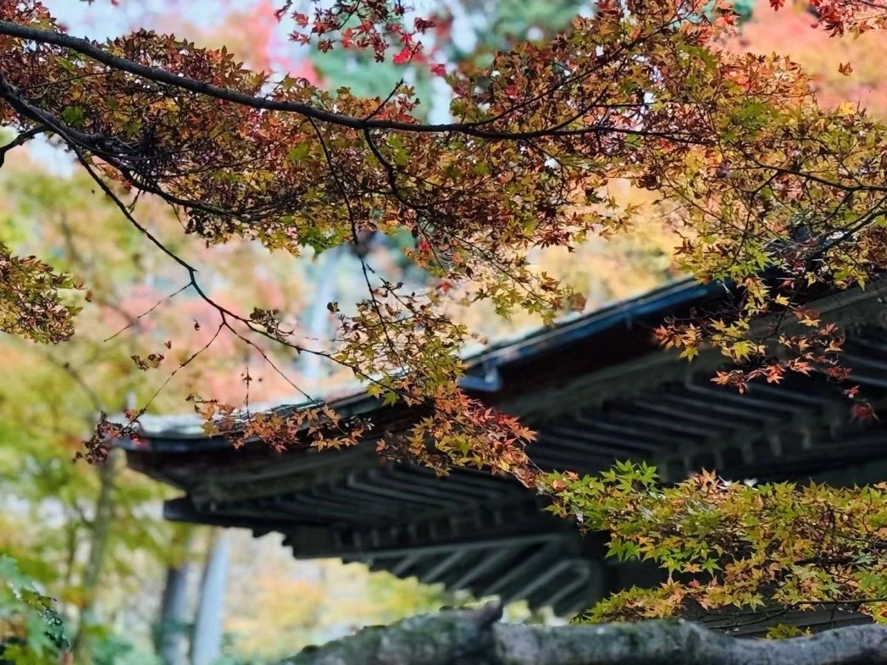 如祥法师开示：禅宗为什么念佛？