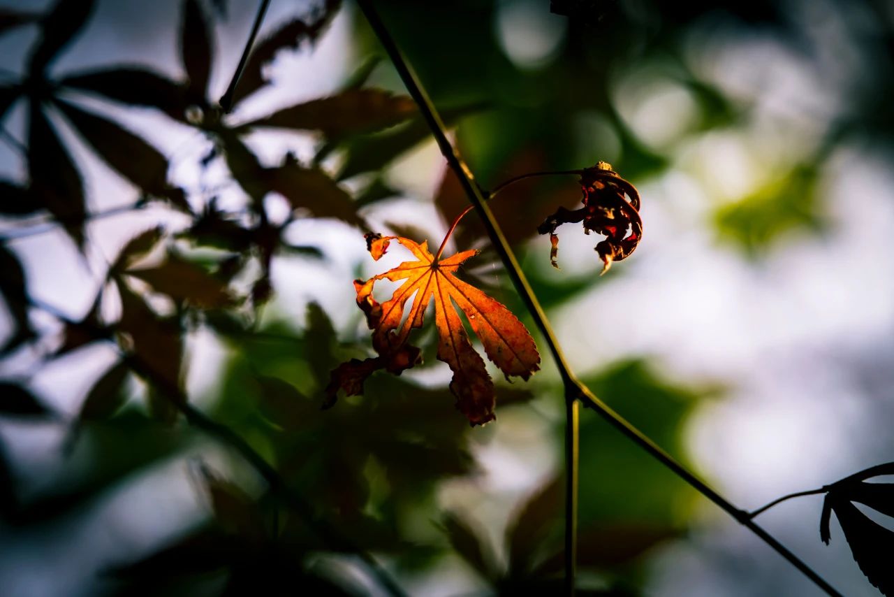 法性大海，万象不生