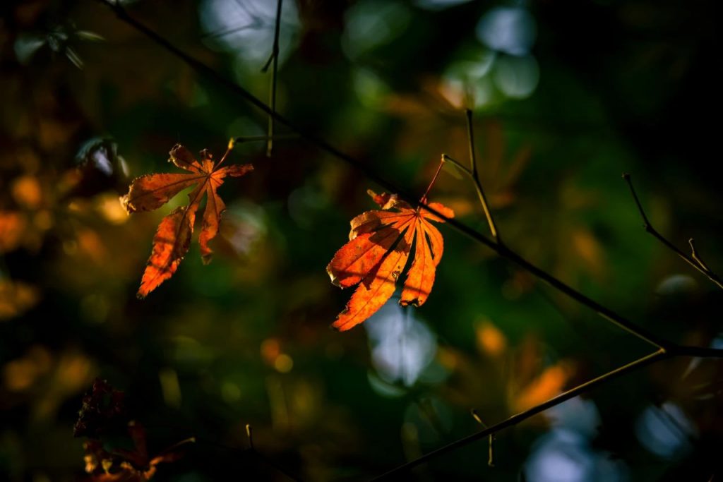 法性大海，万象不生