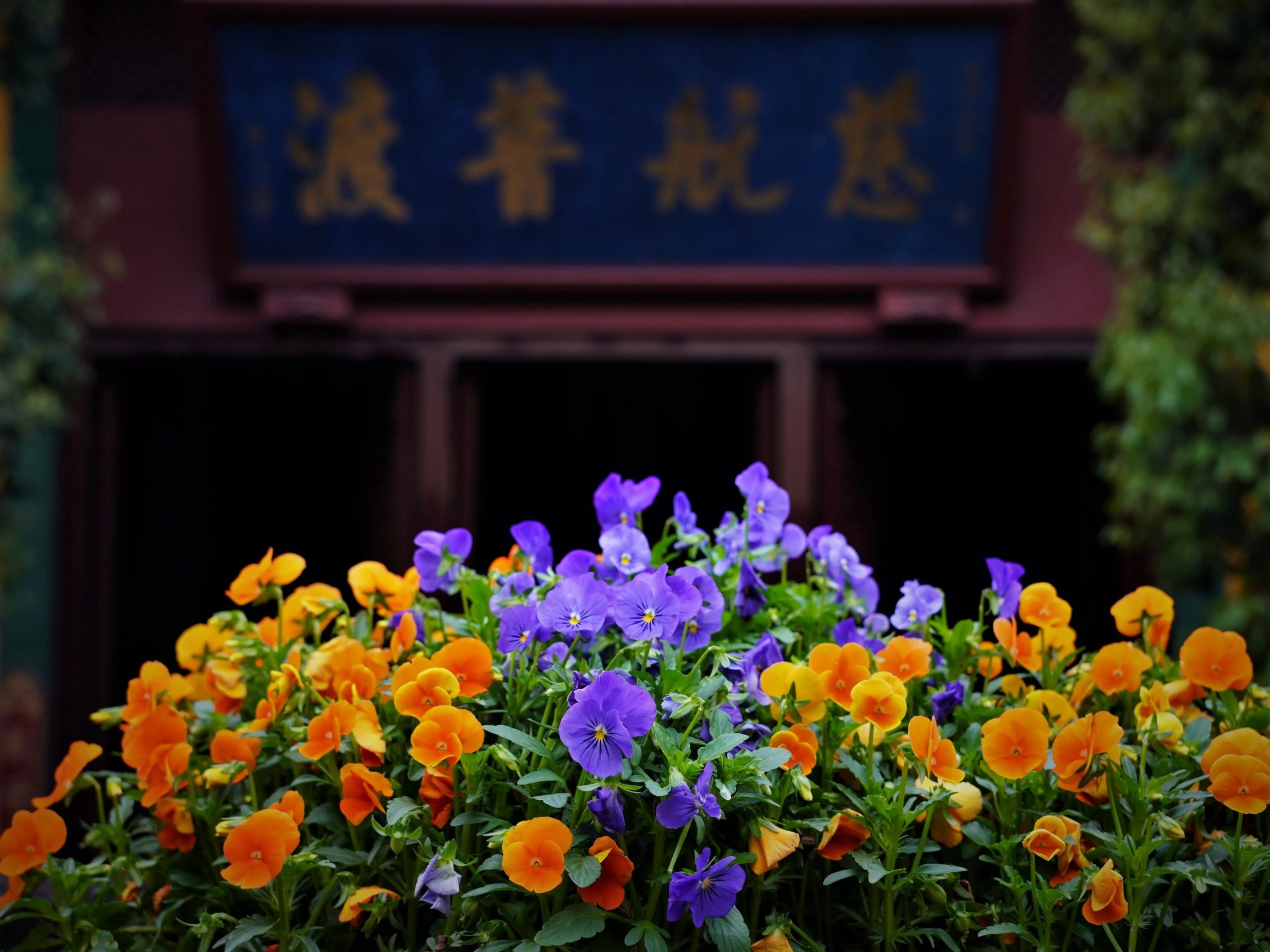 善用其心：弃贪瞋痴 蠲除罪法