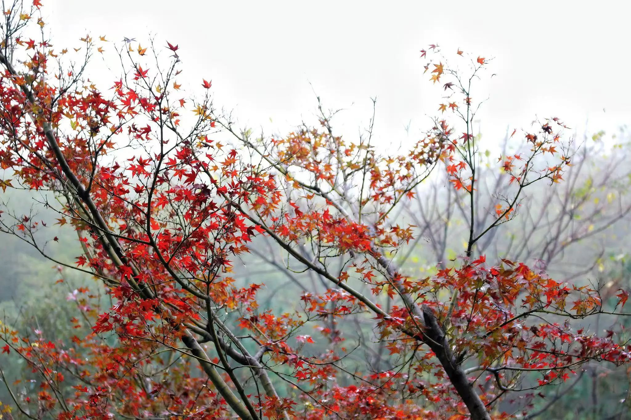 星云大师：要有佛教靠我的信心