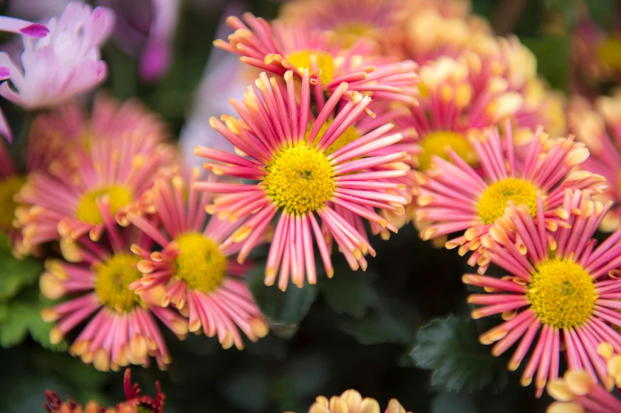 布施之法为什么难修，因为“贪”