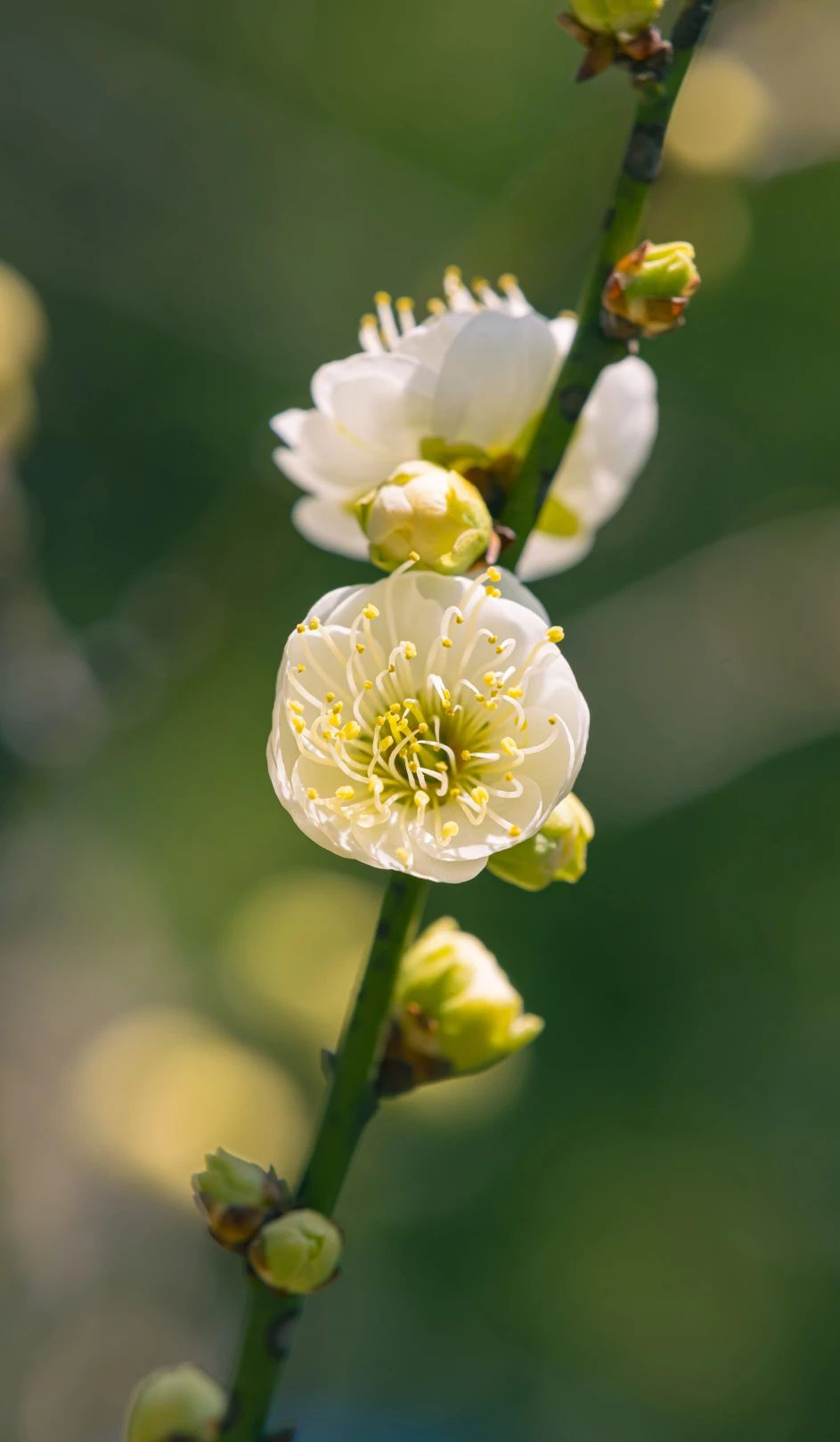 这背后的皈依处，是如如不动的