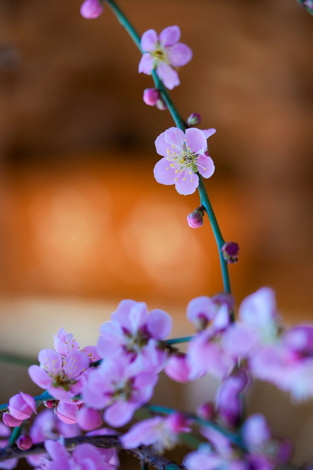 这背后的皈依处，是如如不动的