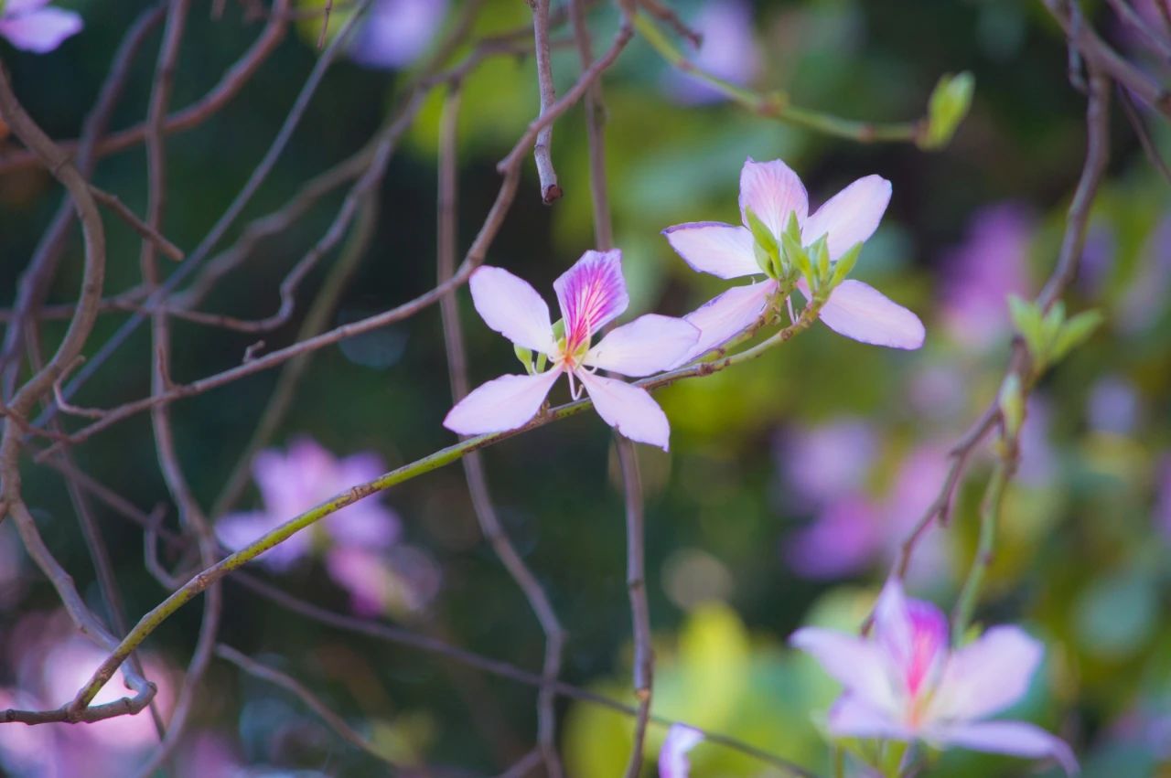 平常心不是“看破红尘”