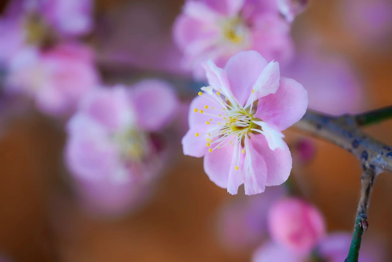 僧团的建设要在法中去摄，法中去成就