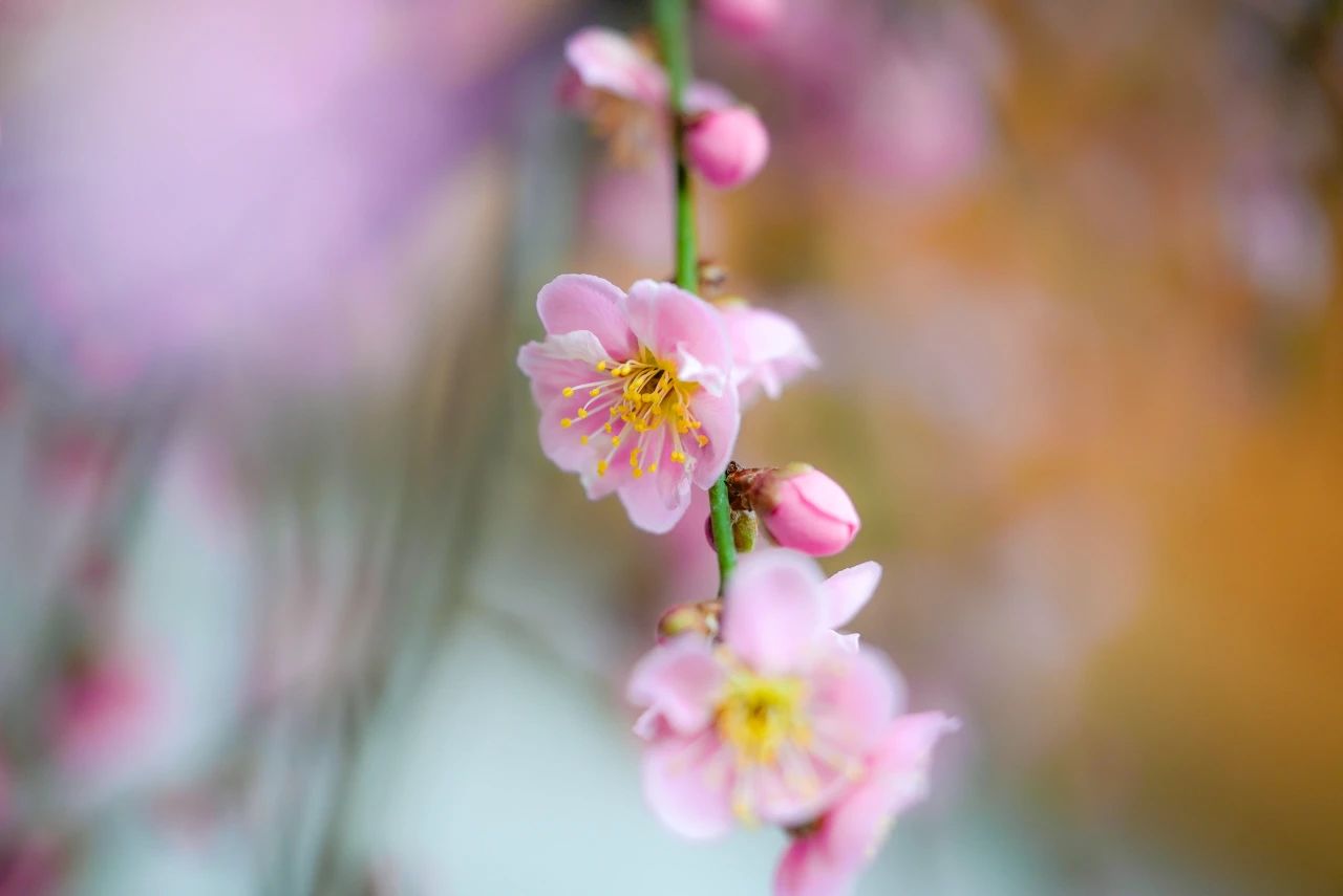 僧团的建设要在法中去摄，法中去成就