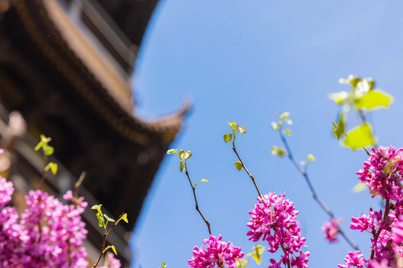 放下这“轮回的总持”，就还有希望