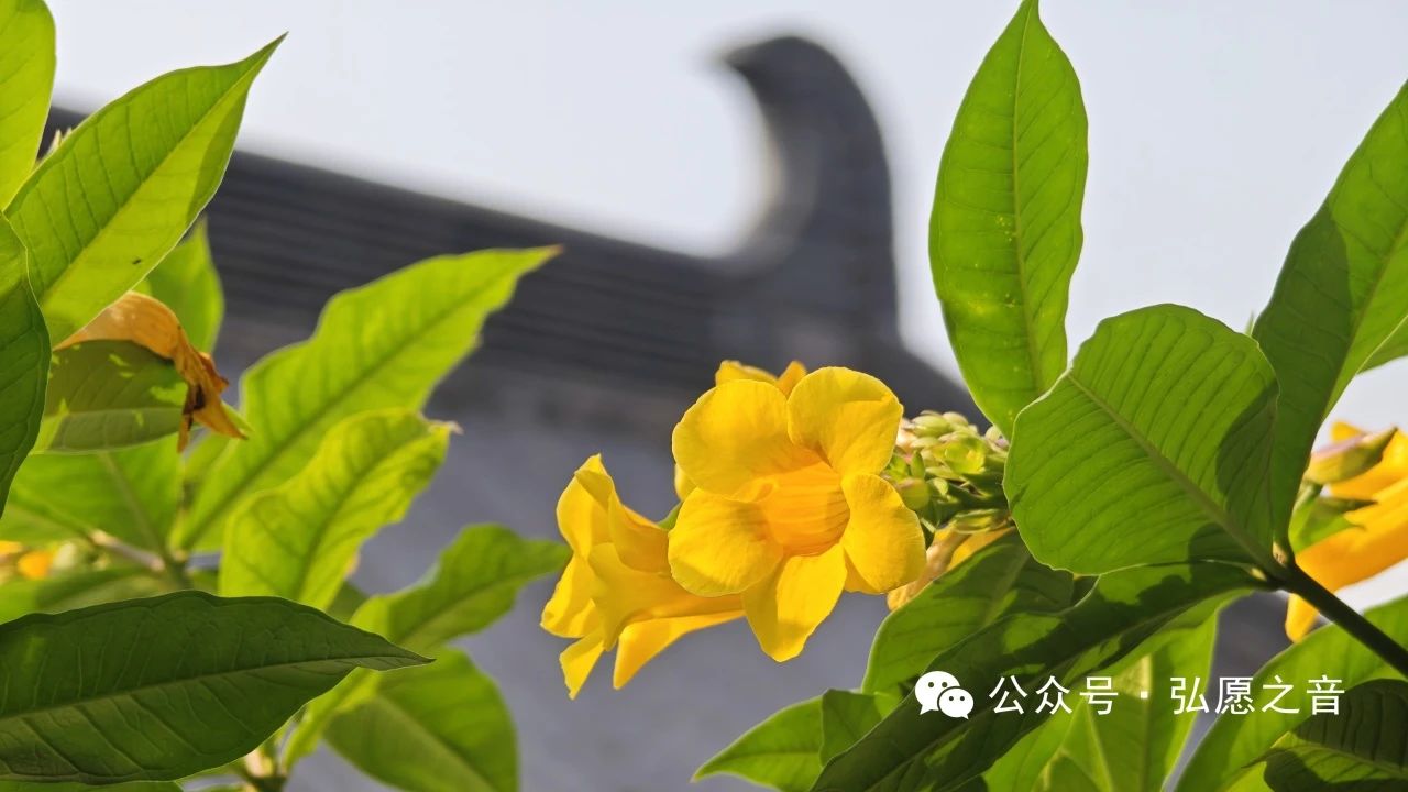 生活中的戒定慧练习