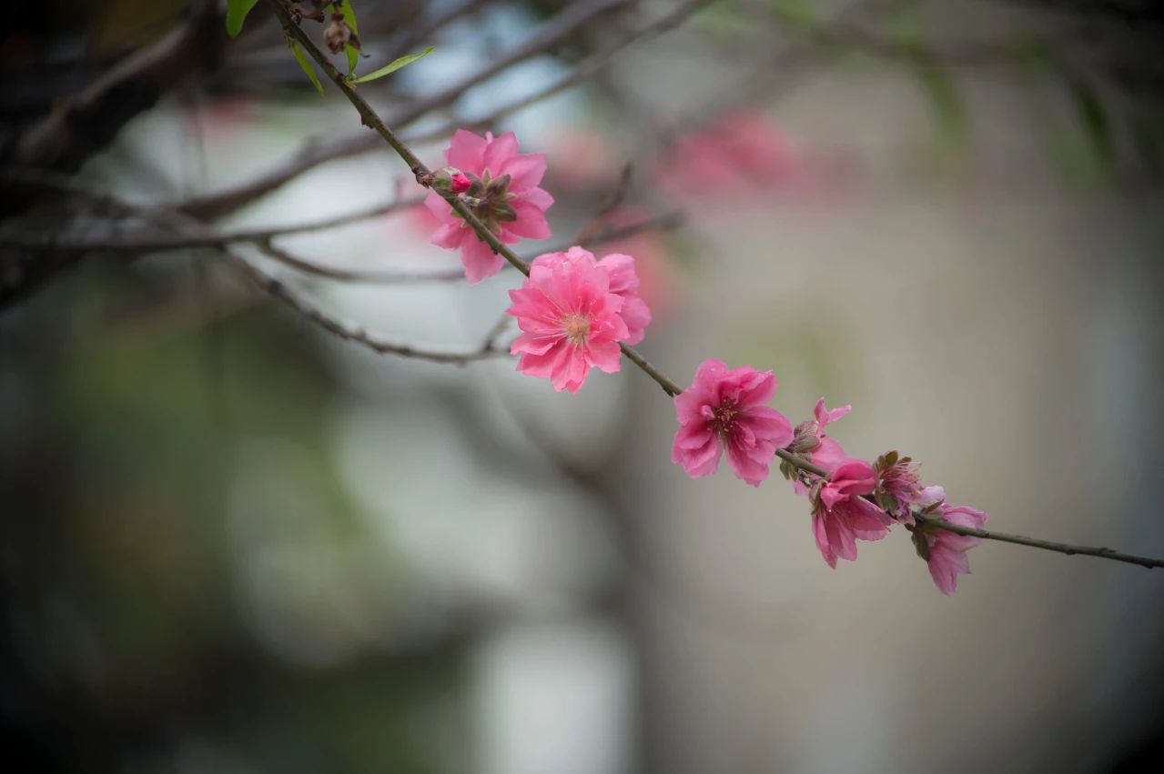 现代人学佛不受益的原因