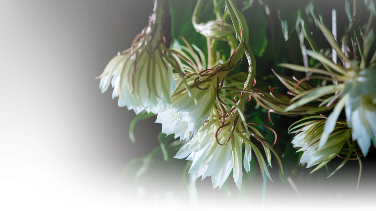在觉照中，积累解脱的资粮
