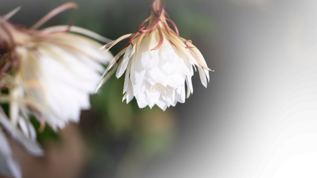 在觉照中，积累解脱的资粮