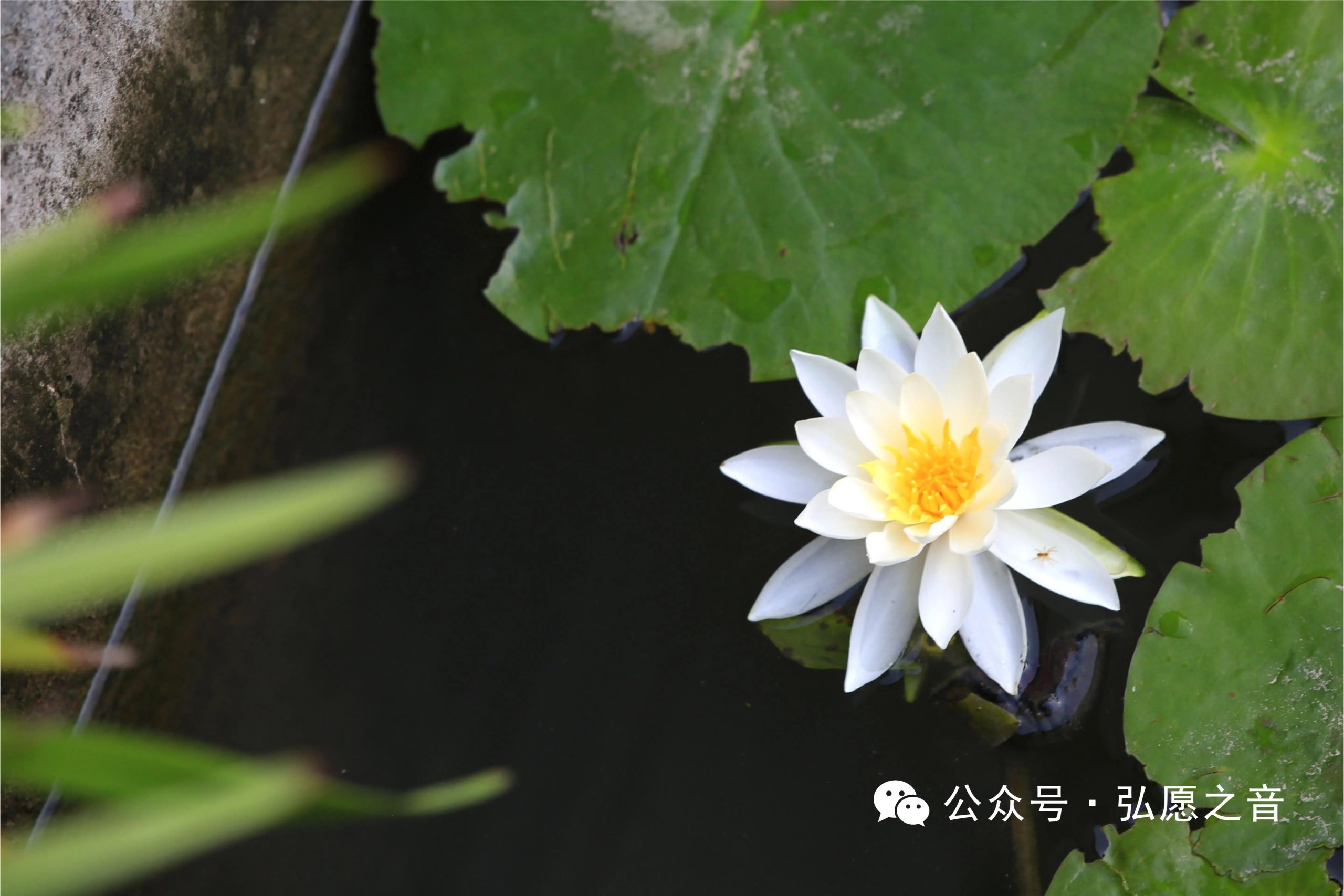 六度，菩萨的幸福生活方案