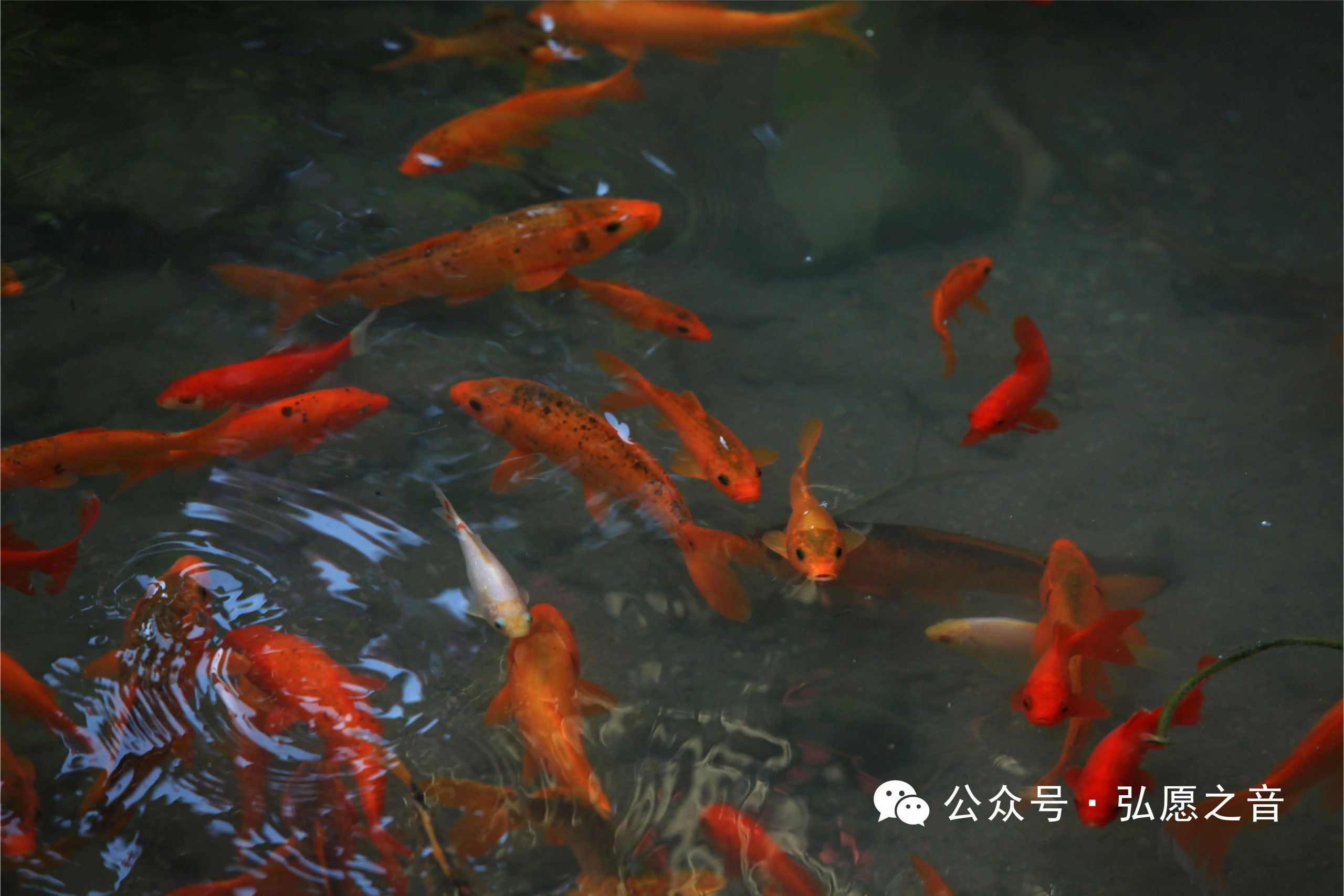 六度，菩萨的幸福生活方案