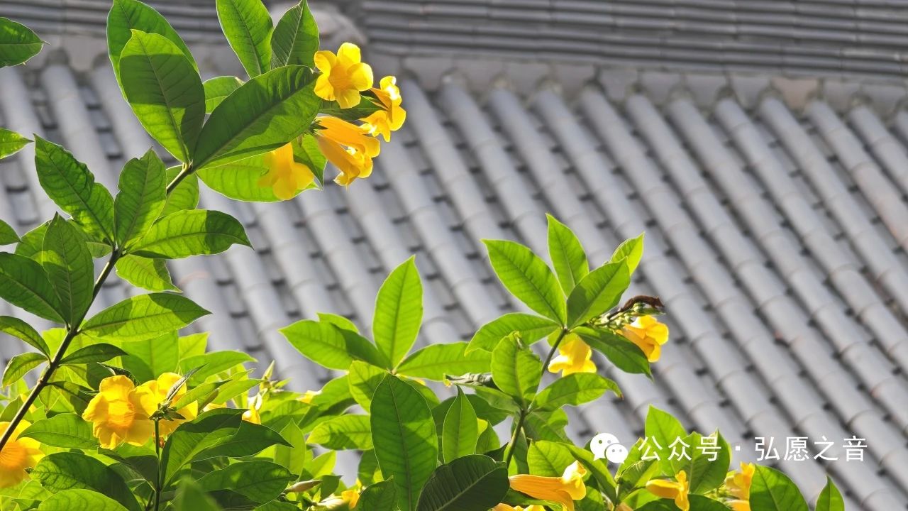 信佛不等于学佛