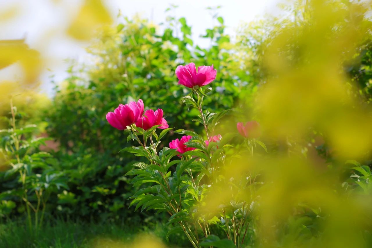 悟公上人：三皈依