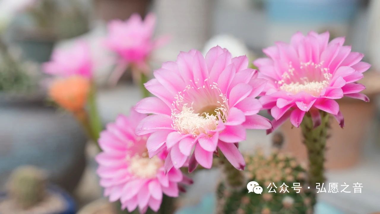 在家居士学戒的重点