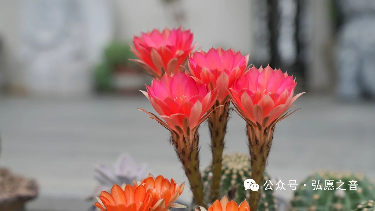 在家居士学戒的重点