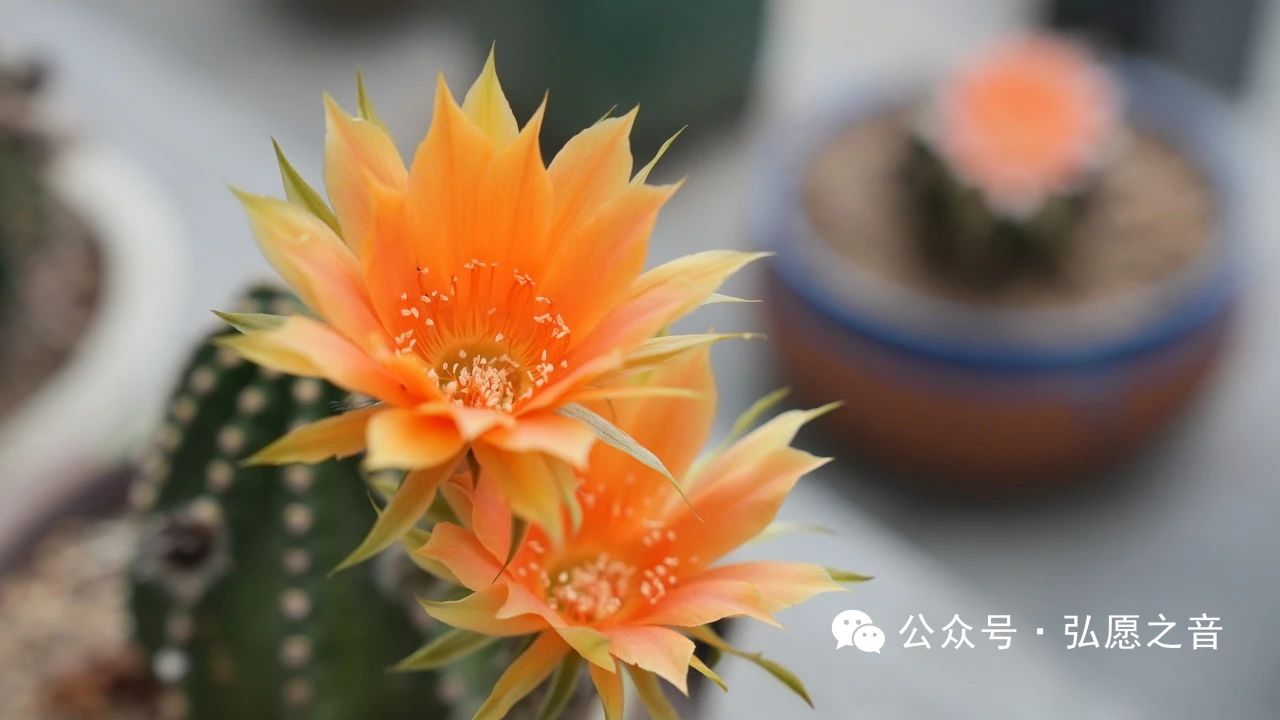 在家居士学戒的重点