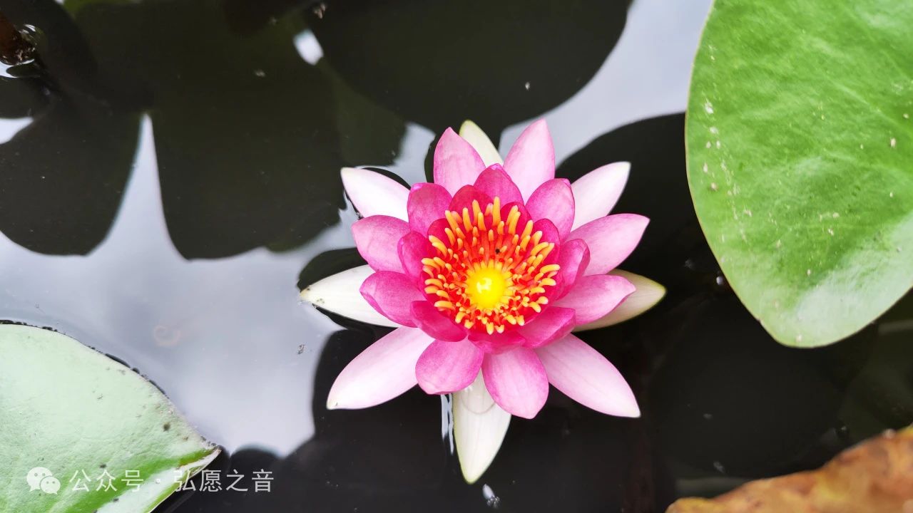 佛法是可操作的幸福方法