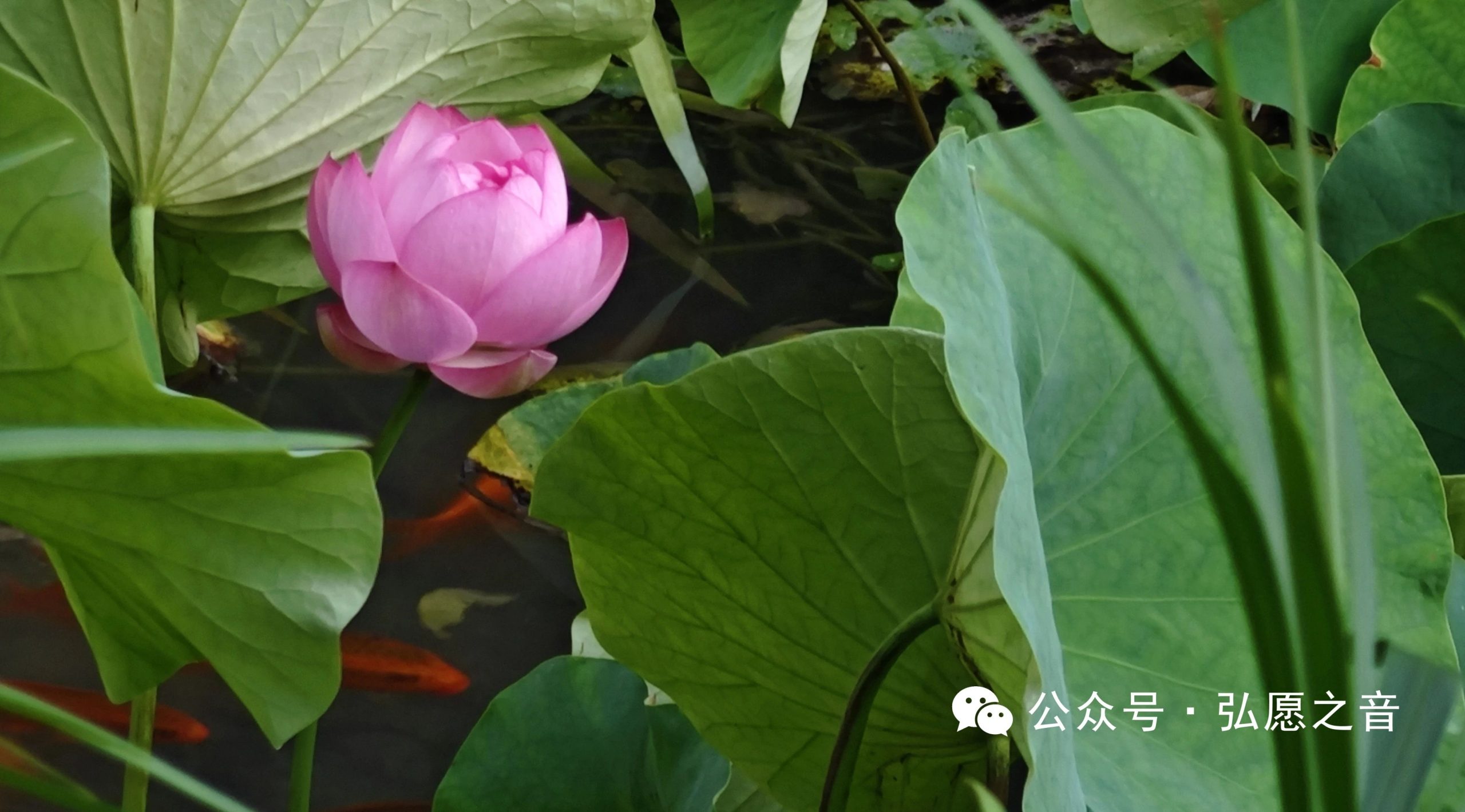 养成好习惯，在坚持中进步