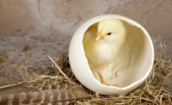 印光大师：吃素佛弟子，可以吃鸡蛋吗？