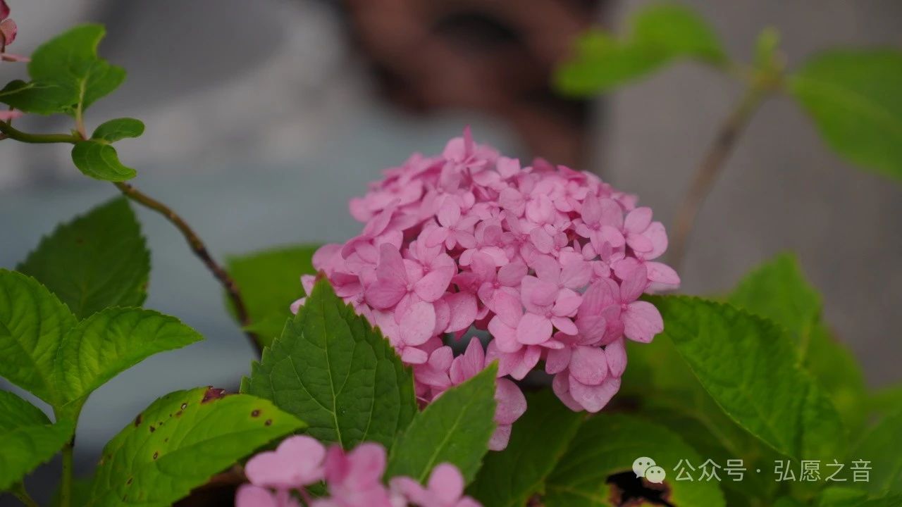 佛法是幸福生活的方法