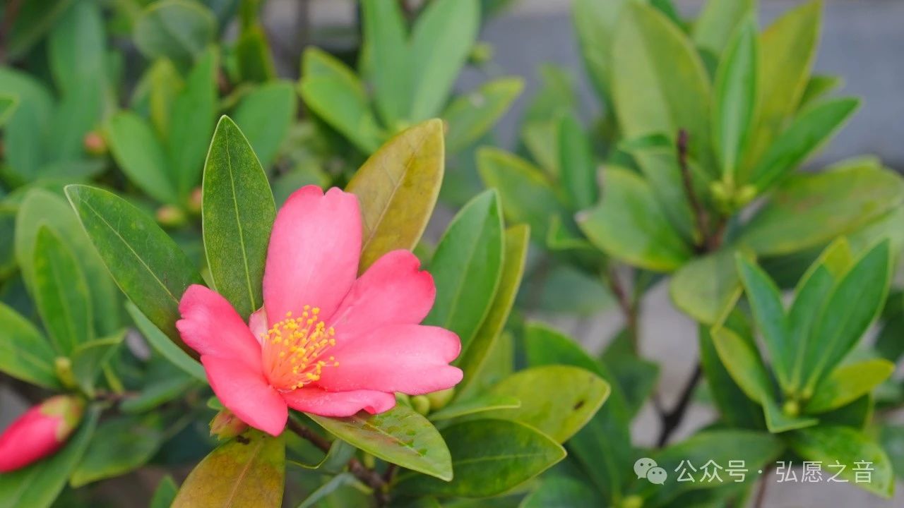 佛法是幸福生活的方法