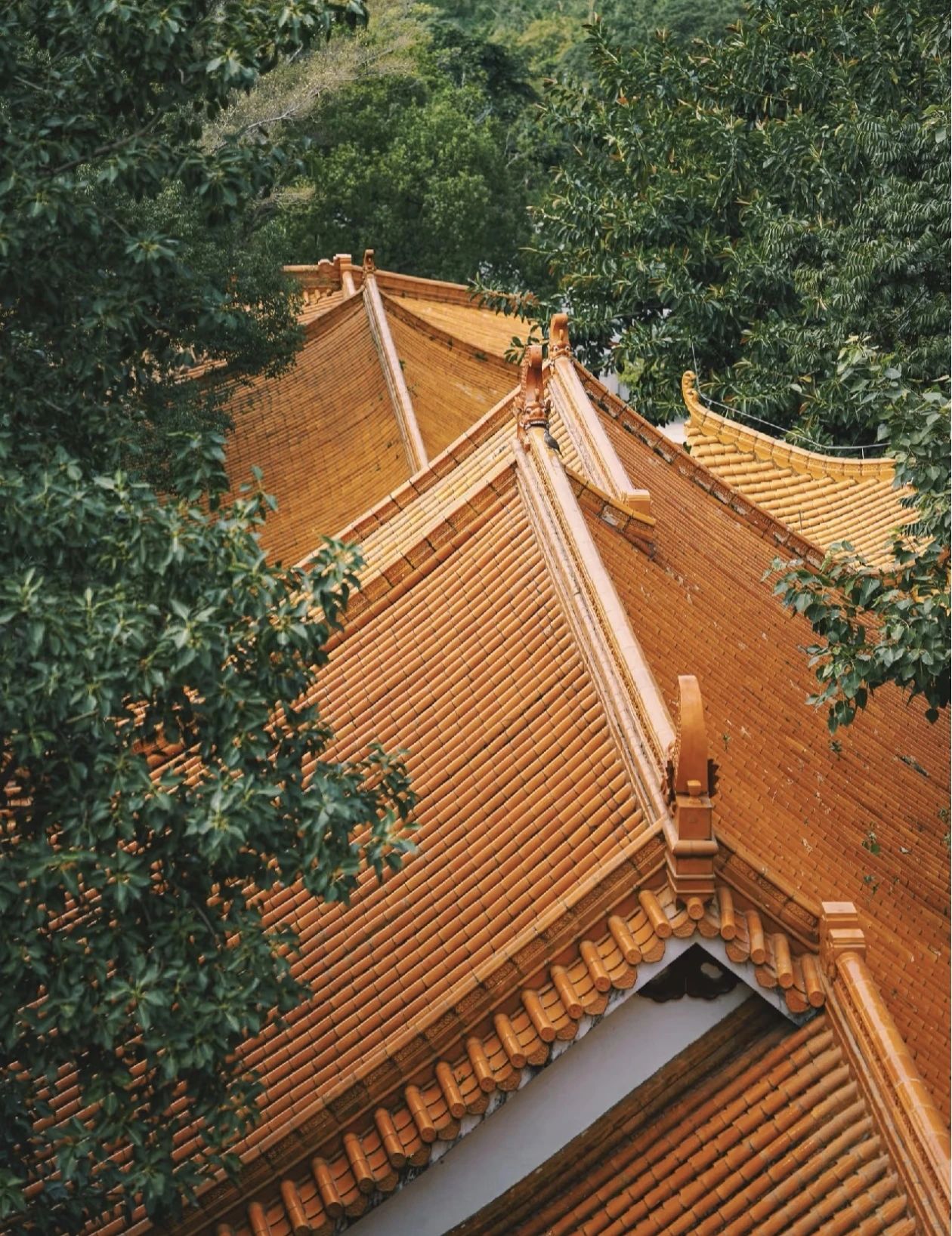 忍辱仙人的掌心莲