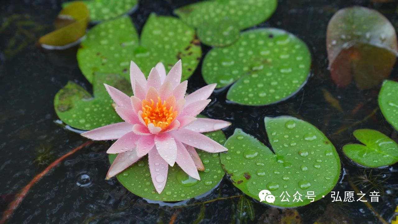 布施的人会收获什么？