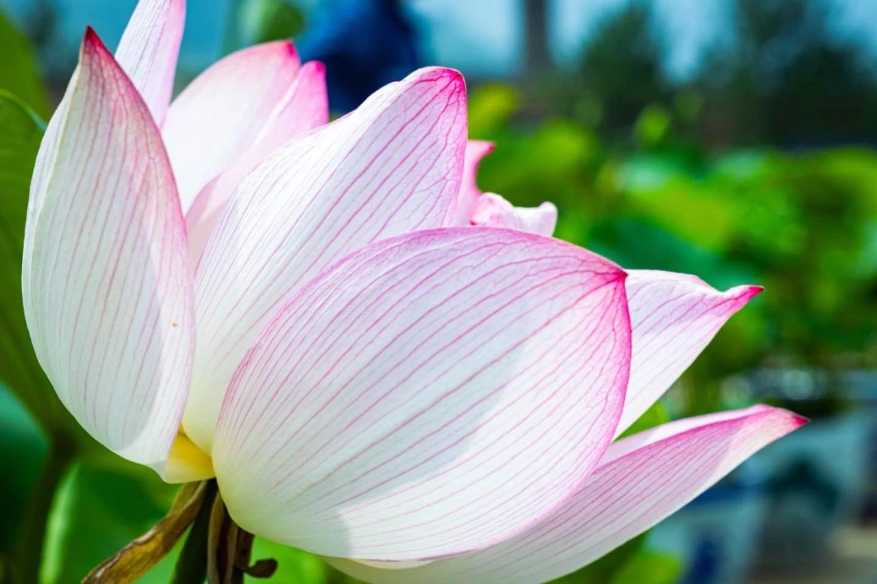 和平，是佛教的基因