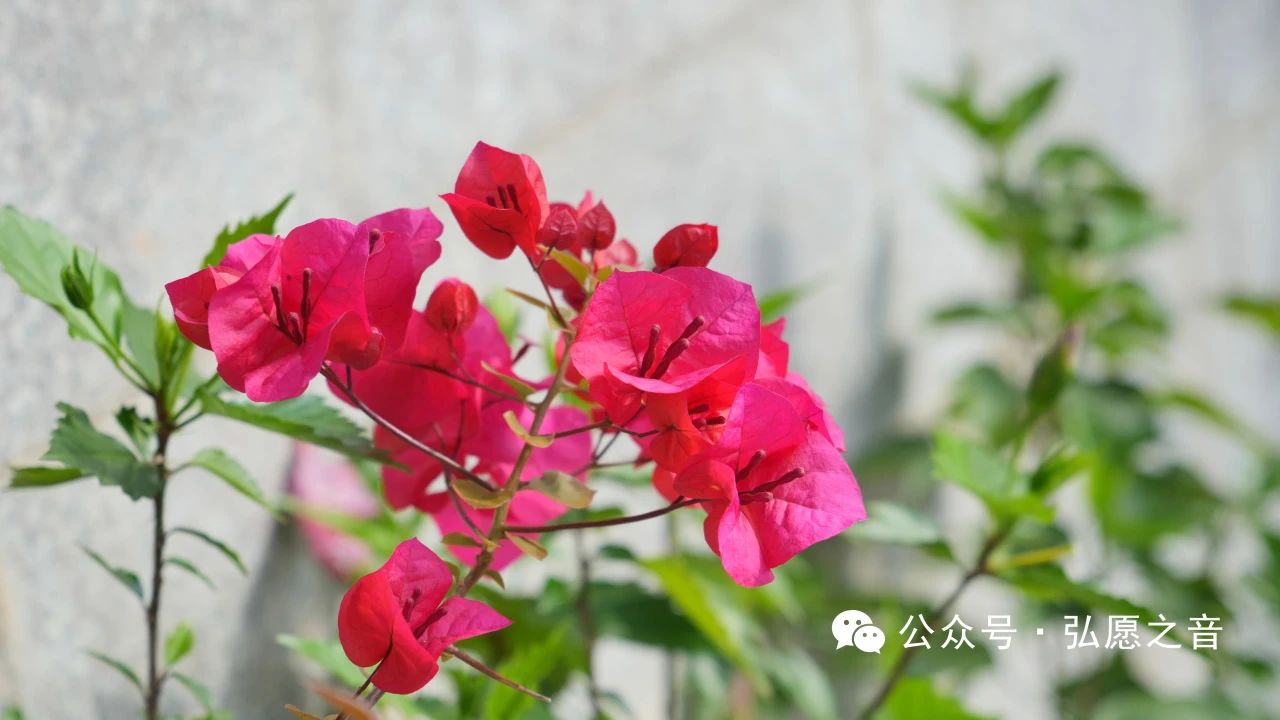 法布施为什么最为殊胜